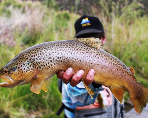 Trophy brown trout caught during guided Rio Grande River fly fishing trip in Colorado